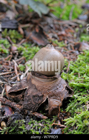 Collared Earthstar fungus (Geastrum triplex) Surrey, England, November Stock Photo