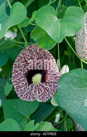 Calico flower (Aristolochia littoralis) in botanic garden, Surrey, England Stock Photo