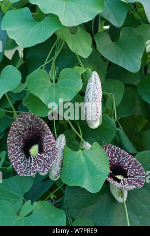 Calico flower (Aristolochia littoralis) in botanic garden, Surrey, England Stock Photo