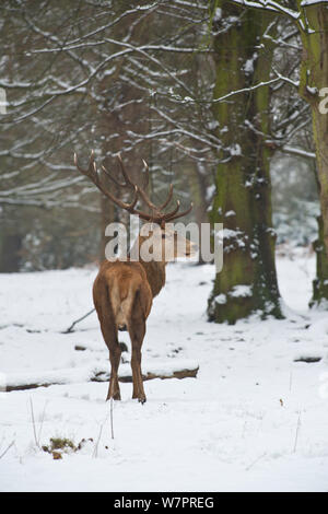 Red Deer (Cervus elaphus) stag in snow. Richmond Park, Surrey, England. January.