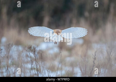 Barn owl (Tyto alba) hovering in snowy field, Wells-next- the- sea, North Norfolk, England Stock Photo