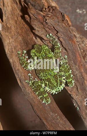 Vietnamese Mossy Frog (Theloderma corticale) captive from Vietnam Stock Photo