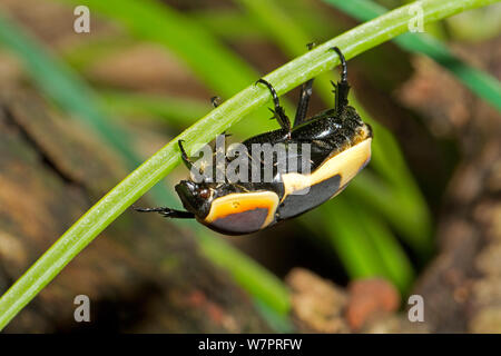 Sun Beetle (Pachnoda marginata peregrina) captive from West and Central Africa Stock Photo