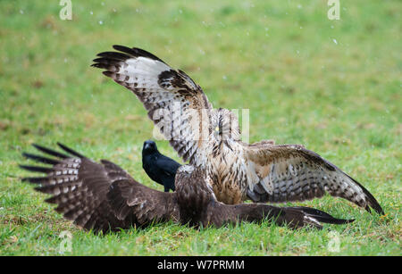Two Buzzards (Buteo buteo) fighting over food , Dransfeld, Hannover, Germany, February Stock Photo