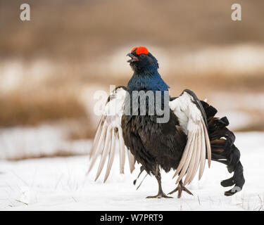 Male Black Grouse (Tetrao tetrix) calling and displaying. Skelleftea, Sweden, May. Stock Photo