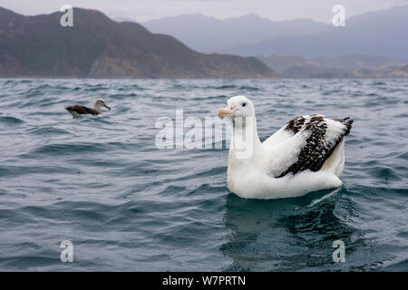 Gibson's Albatross (Diomedea antipodensis gibsoni) on water with the Kaikoura coastline in the background. South Island, New Zealand, February. Stock Photo