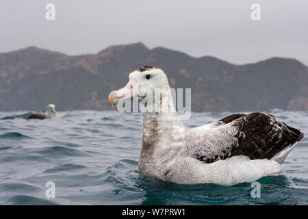 Gibson's Albatross (Diomedea antipodensis gibsoni) on water with the Kaikoura coastline in the background. Kaikoura, South Island, New Zealand, February. Stock Photo