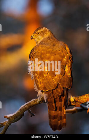 Female goshawk (Accipiter gentilis) perched on branch with the first rays of the rising sun illuminating it, portrait. Southern Norway, December. Stock Photo