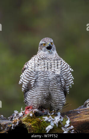 Female goshawk (Accipiter gentilis) perched on log calling with carcass, Southern Norway, January. Stock Photo