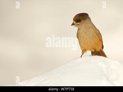 Siberian jay (Perisoreus infaustus) in snow, Finland, March. Bookplate from Danny Green's 'The Long Journey North' Stock Photo