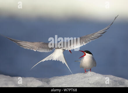 Arctic tern (Sterna paradisaea), adult in flight courtship feeding on ice shelf, Svalbard, July. Bookplate from Danny Green's 'The Long Journey North' Stock Photo