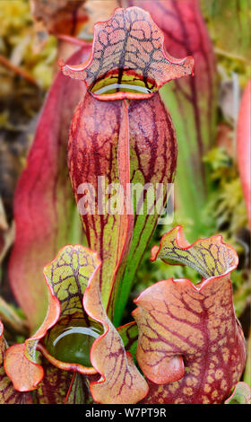 Northern Pitcher Plants (Sarracenia purpurea) carnivorous plants. Baxter State Park, Maine. September 2012. Stock Photo