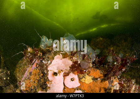Colonial sea squirts (Ascidiacea) Arctic circle Dive Center, White Sea, Karelia, northern Russia Stock Photo