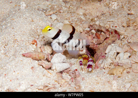 Striped / Yellownose goby (Stonogobiops xanthorhinica) with alpheid shrimp (Alpheus randalli) sharing burrow, Maldives, Indian Ocean Stock Photo