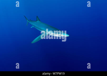 Great Blue shark (Prionace glauca), Pico Island, Azores, Portugal, Atlantic Ocean Stock Photo