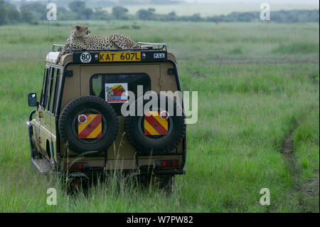 Cheetah (Acinonyx jubatus) female resting on a tourist car, Masai-Mara game reserve, Kenya. Vulnerable species. Stock Photo