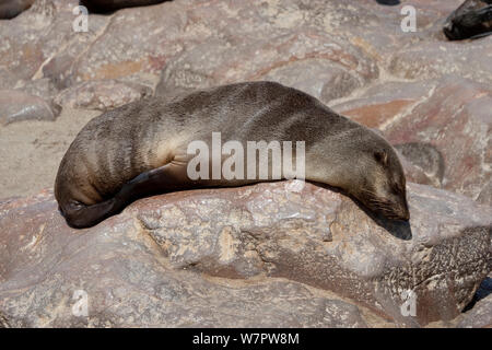 South african fur seal (Arctocephalus pusillus) resting on rocks, Cape Cross National Park, Namibia Stock Photo