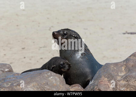 South african fur seal (Arctocephalus pusillus) female with young, Cape Cross National Park, Namibia Stock Photo