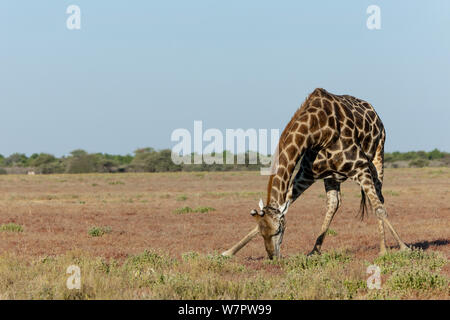 South african giraffe (Giraffa camelopardalis giraffa) male drinking, Etosha National Park, Namibia Stock Photo