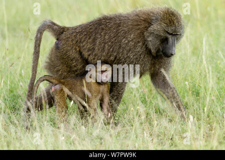 Olive baboon (Papio hamadryas anubis) mother and young, Masai-Mara game reserve, Kenya Stock Photo