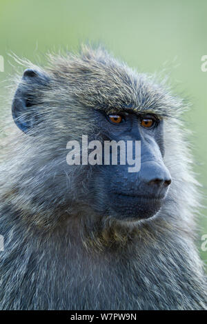 Olive baboon (Papio hamadryas anubis) portait of a young male, Masai-Mara game reserve, Kenya Stock Photo