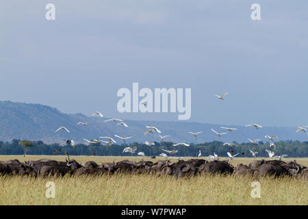 African buffalo (Syncerus caffer) herd with Cattle egrets (Bulbulcus ibis ibis) taking off Masai-Mara game reserve, Kenya, February 2010 Stock Photo