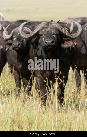 African buffalo (Syncerus caffer) with yellow-billed oxpeckers (Buphagus africanus) Masai-Mara game reserve, Kenya Stock Photo