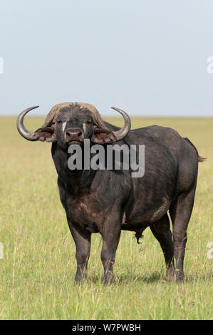 African buffalo (Syncerus caffer) portrait, Masai-Mara game reserve, Kenya Stock Photo