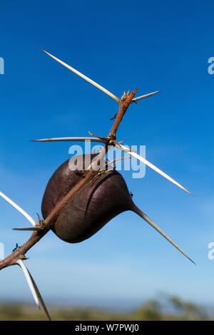 Whistling thorn (Acacia drepanolobium) gall occupied by mutualist ants (Crematogaster sp) Kenya Stock Photo