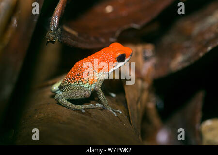 Granular Poison Frog (Dendrobates granuliferus) Corcovado National Park, Costa Rica, Vulnerable species Stock Photo