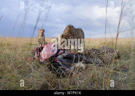 Cheetah (Acinonyx jubatus) males eating a wildebeest they just killed, Masai-Mara Game Reserve, Kenya. Vulnerable species. Stock Photo