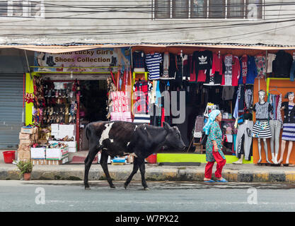 A young cow and a woman walking along a street in Kathmandu. Stock Photo