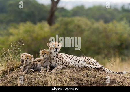 Cheetah (Acinonyx jubatus) mother and cubs aged 2/3 months, Masai-Mara Game Reserve, Kenya. Vulnerable species.