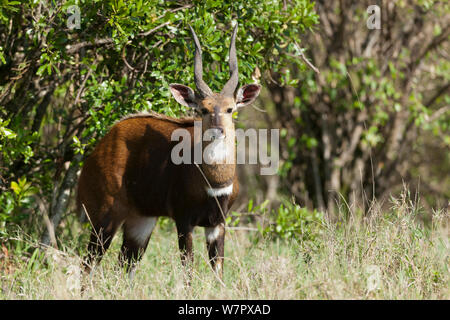 Bushbuck (Tragelaphus scriptus) male, Masai-Mara game reserve, kenya Stock Photo