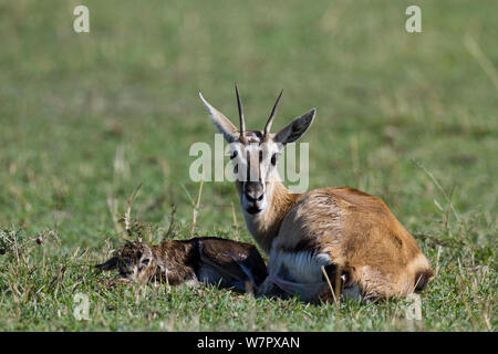 Thomson's gazelle (Gazella thomsoni) mother and newborn just after birth, Masai-Mara game reserve, Kenya Stock Photo