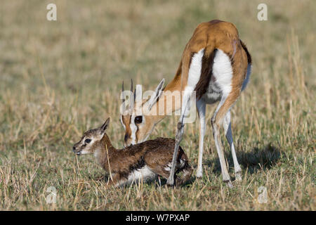 Thomson's gazelle (Gazella / Eudorcas thomsoni) mother cleaning newborn just after birth, Masai-Mara game reserve, Kenya Stock Photo