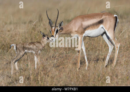 Grant's gazelle (Gazella granti) mother and newborn just after birth, Masai-Mara game reserve, Kenya Stock Photo