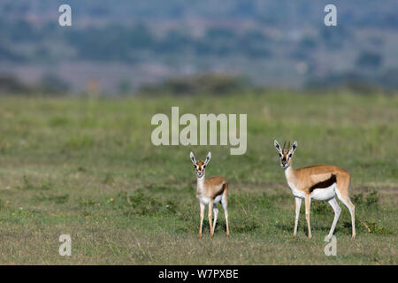 Thomson's gazelle (Gazella thomsoni) female and young, Masai-Mara game reserve, Kenya Stock Photo