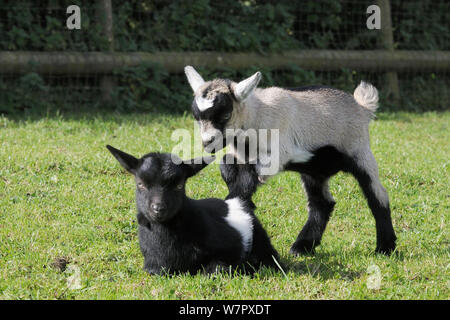 One young Pygmy goat kid (Capra hircus) encouraging its sibling to play by treading on its back as it lies down, Wiltshire, UK, September. Stock Photo