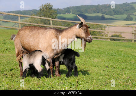 Mother Pygmy goat (Capra hircus) suckling two young kids on hillside pastureland, Wiltshire, UK, September. Stock Photo