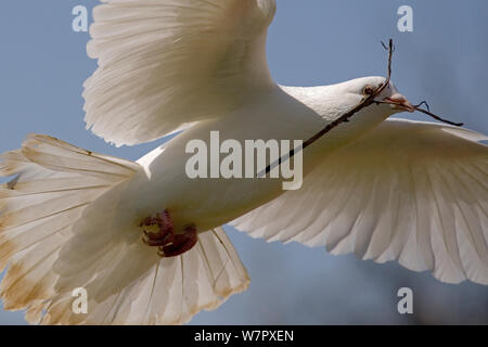 Fan-Tailed Pigeon (Columba livia) in flight with nesting material. Norfolk, November. Stock Photo