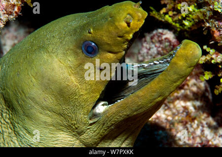 Green moray (Gymnothorax funebris) resting in cave, Tobago, Caribbean. Stock Photo