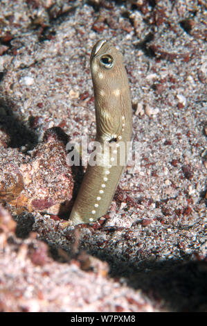 Galapagos garden eel (Heteroconger hassi) emerging from burrow, Galapagos. Stock Photo