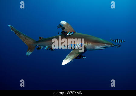 Oceanic white-tip shark (Carcharhinus longimanus)  accompanied by Pilot Fish (Naucrates ductor) Red Sea Stock Photo