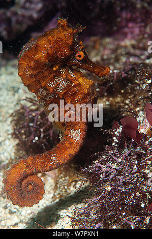 Pacific Seahorse (Hippocampus ingens) Galapagos. Stock Photo