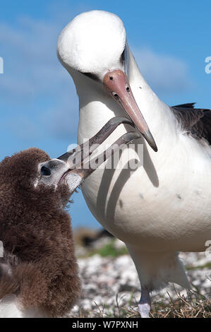 Laysan Albatross (Phoebastria immutabilis) parent bird feeding juvenile. Midway Island. Central Pacific Stock Photo