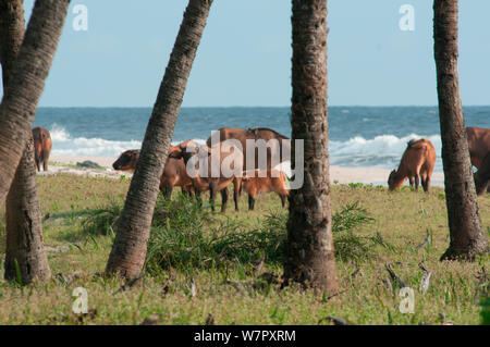 Forest Buffalo (Syncerus caffer nanus) herd near beach, Loango National Park, Gabon. Photograph taken on location for BBC 'Africa' series, January 2011. Stock Photo