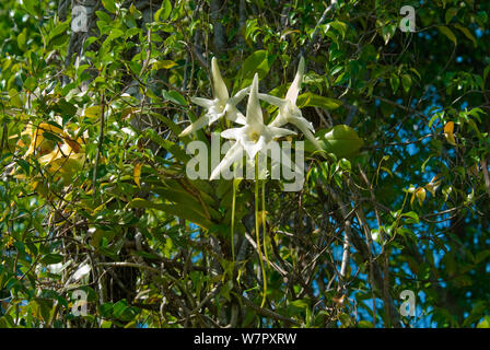 Darwin's Orchid (Angraecum sesquipedale)  species which is pollinated by a long-tongued moth, from Ambila, Madagascar. Photograph taken on location for BBC 'Wild Madagascar' Series, August 2009. Stock Photo