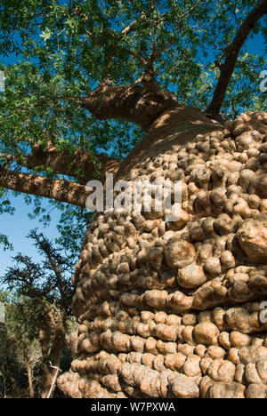 'Grandmother' Baobab Tree (Adansonia rubrostipa) with green foliage of rainy season. Close up of bark Lac Tsimanampetsotsa National Park, Madagascar. Photograph taken during filming for BBC 'Wild Madagascar' Series, February 2010. Stock Photo