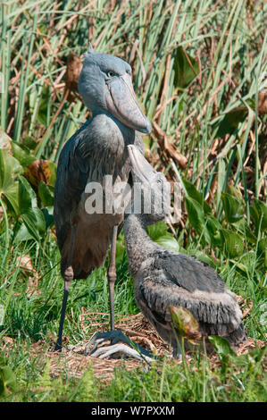 Shoebill (Balaeniceps rex) and chick on nest, Bengwelu Swamp, Zambia. Photograph taken on location for BBC Africa series,  August 2010. Stock Photo